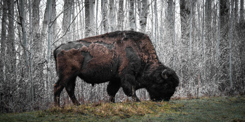 bison grazing in the mist Elk Island Nation Park, Canada © Darcey