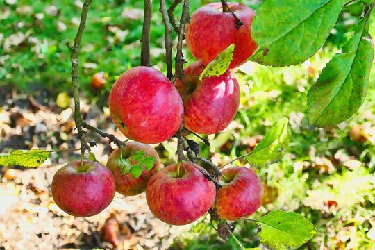 red autumn apples ripening on the tree