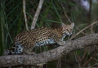 Fototapeta premium Ocelot cat on a tree branch in the forest