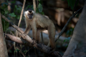Black capped, tufted capuchin monkey on a branch © feeferlump