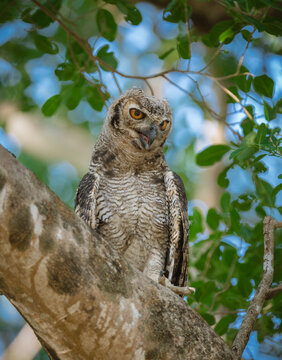 A juvenile great horned owl looks down from his branch