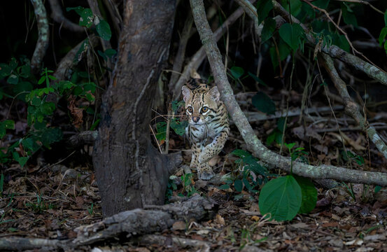 An ocelot cat is creeping through the forest