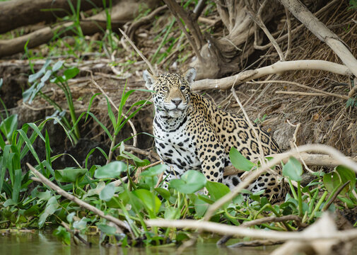 A jaguar with a diseased left eye where he is blind