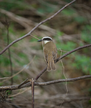 Great Kiskadee bird collecting items for building a nest