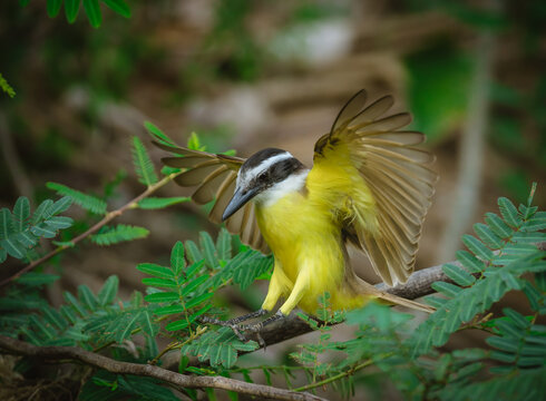 The front of the great kiskadee is bright yellow and easily seen