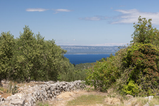 Scenic view of deep blue Adriatic sea framed by olive trees and traditional dry stone wall near Vela Luka, Korcula Island, Croatia