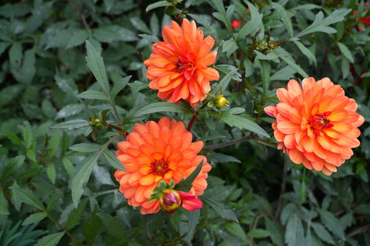 View of an orange dahlia flower growing in the fall garden