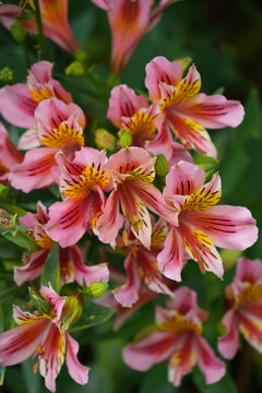Pink and orange Alstroemeria Lily of the Incas flowers growing in the garden