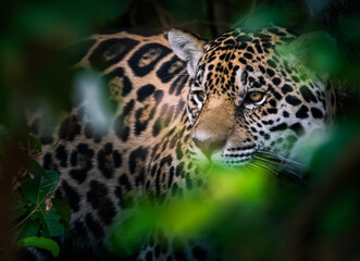 jaguar portrait © Agatha Carr