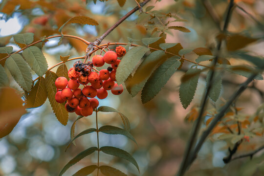 Red rowan berries with autumn leaves on tree branch close up