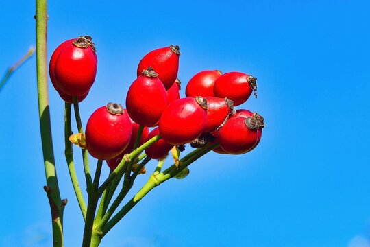 hawthorn twig with red fruit and seeds