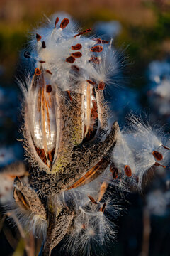 746-82 Milkweed Opening