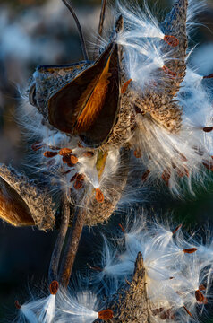 746-83 The Heart of Milkweed