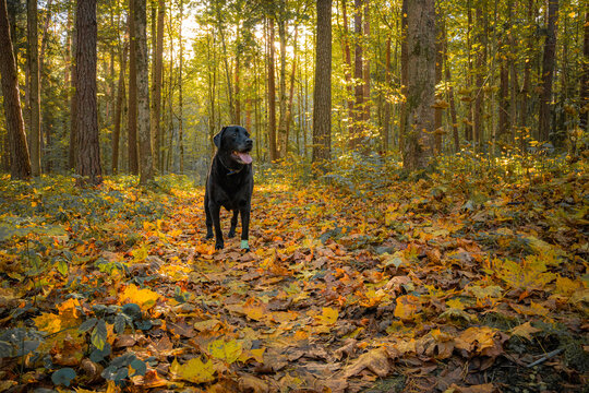 Black Labrador Retriever Standing on a Leaf-Covered Path in Autumn Forest