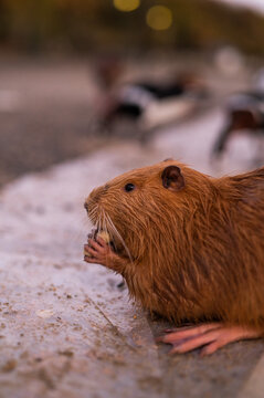 Close-up profile shot of a brown nutria (coypu) holding food with its front paws in an autumn park setting