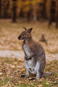 Side profile portrait of a wallaby kangaroo standing upright in an autumn park