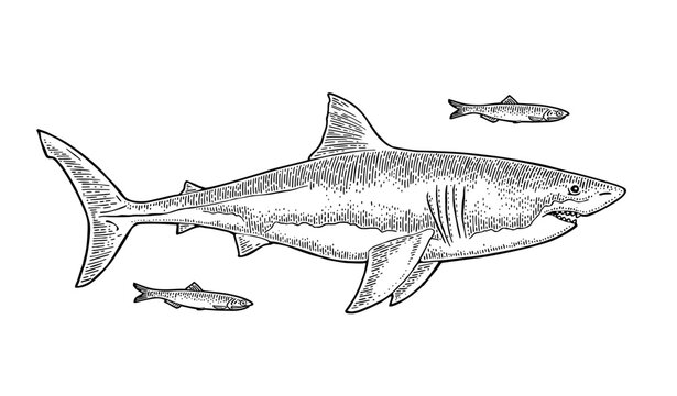 Great white shark swimming with small fish hand drawn vintage engraving style isolated on white background. Vector monochrome clip art of dangerous sea predator.