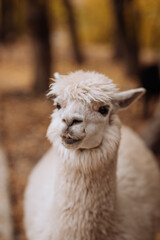 Fototapeta premium Close-up portrait of a fluffy white alpaca outdoors in an autumn park