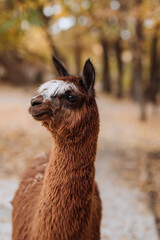 Fototapeta premium Close-up portrait of a brown alpaca with a white spot on its head outdoors in an autumn park