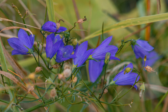 Blue harebell wild flowers blooming in grass close up   