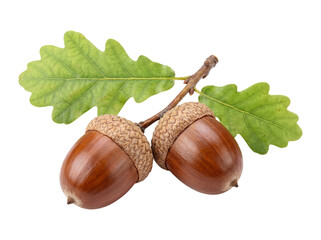 Two acorns with oak leaves isolated on transparent background © Photo Find