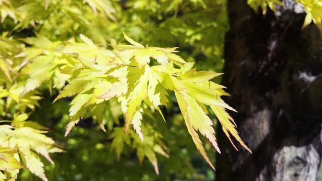 Bright yellow green Japanese maple leaves glow in sunlight beside a dark tree trunk.