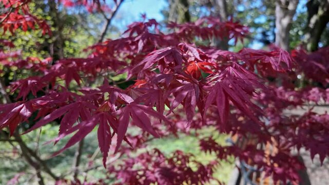 Closeup of deep red Japanese maple leaves on a branch in a sunlit garden.