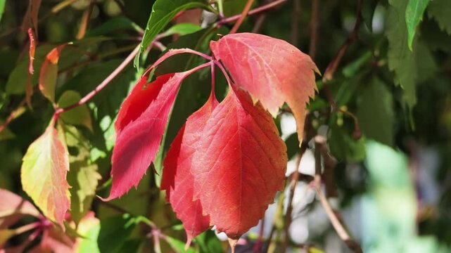 Bright red autumn leaves of a climbing creeper vine glow in sunlight among green foliage.