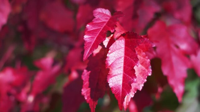 Closeup of crimson golden rain tree compound leaves with visible veins in autumn sunlight.