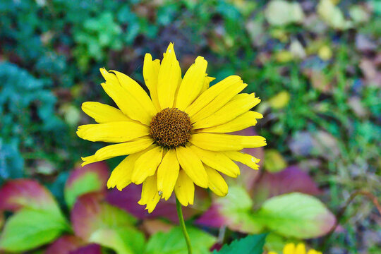yellow sunflower flower in the autumn sun
