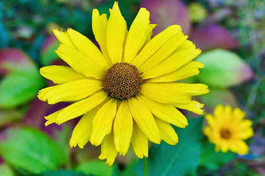 yellow sunflower flower in the autumn sun