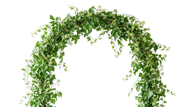 Green ivy plant arch isolated on transparent background for garden decor and botanical floral design