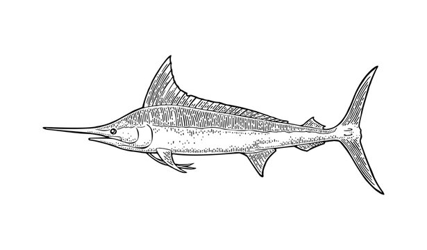 Marlin illustration engraving hand drawn vintage style isolated on white background. Black and white vector clip art of ocean predator fish