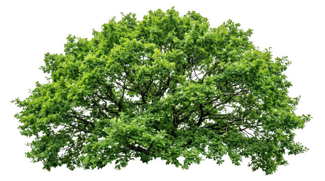 Large round deciduous oak tree with lush green foliage for nature scene background landscaping work