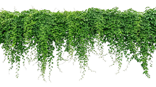 Dense green ivy vines hanging from above for nature inspired wall decor and architectural garden art