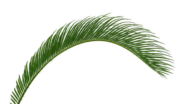 Curved green cycad palm frond leaf isolated for botanical design and exotic plant texture project