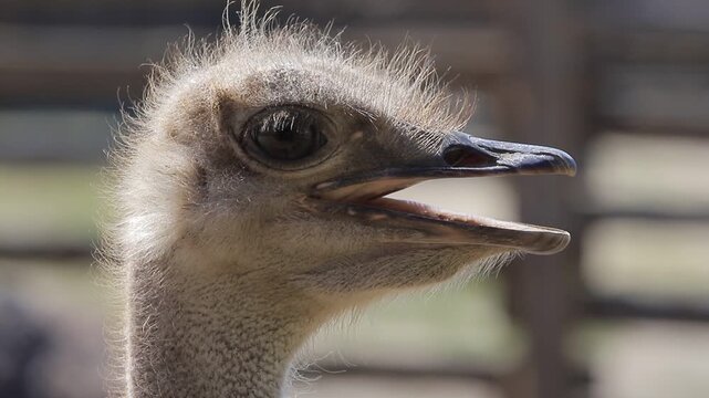 Ostrich portrait with open beak