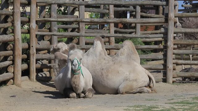 Two camels resting on sand