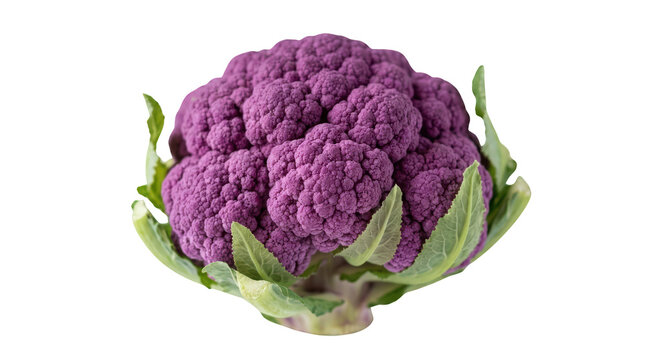 A single fresh vibrant purple cauliflower with green leaves for healthy vegetable dishes