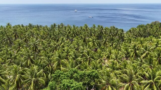 Coconut palms wave in a the breeze along the beautiful coastline of Maju Island in the Molucca Sea, Indonesia. A rugged, rocky reef surrounds this tropical paradise which few people ever visit.