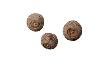 Three isolated natural acorn caps on a transparent background. © TAMER YILMAZ