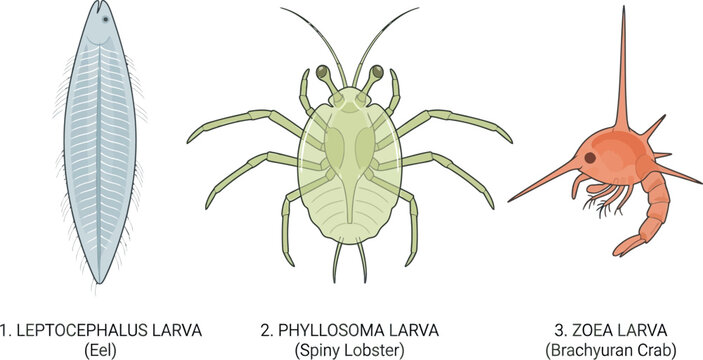 Marine Larvae Vector Illustration Set Featuring Leptocephalus, Phyllosoma, and Zoea Larva for Marine Biology, Ocean Science, and Educational Textbook Designs