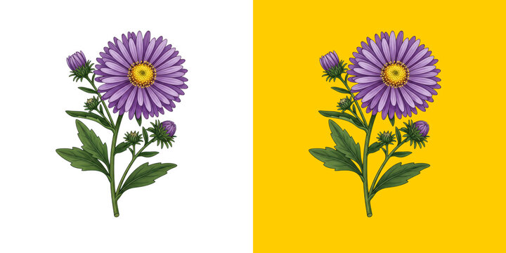 Beautiful Purple Aster Flower With Green Leaves Botanical Art