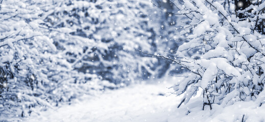 Fototapeta premium Snow-covered forest path between bushes and trees covered with fluffy snow during light snowfall on a blurred bluish-white winter background