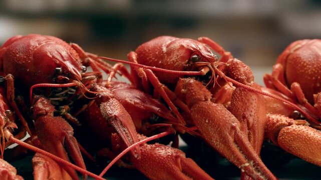 Boiled European crayfish Astacus astacus river seafood freshwater cooked crustacean, noble crayfish, or broad-fingered crayfish, traditional food source.