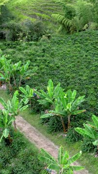 Coffee Plants and Banana Trees in Mixed Tropical Hillside Agriculture. Aerial View. Vertical Video.