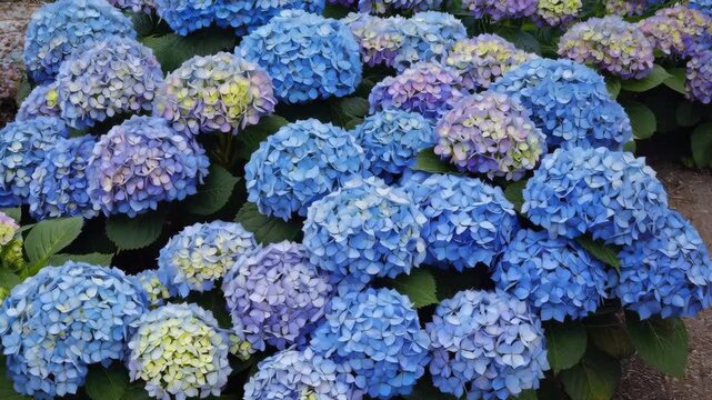 Close-up of blue and purple hydrangea flowers in full bloom