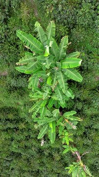 Coffee Plants and Banana Trees in Mixed Tropical Hillside Agriculture. Aerial View. Vertical Video.