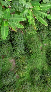 Coffee Plantation with Banana Plants Growing on Tropical Mountain Slopes. Establishing Shot. Aerial View. Vertical Video.