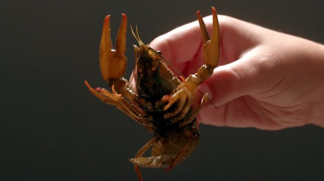 Boiled European crayfish Astacus astacus river seafood freshwater cooked crustacean, noble crayfish, or broad-fingered crayfish, traditional food source.
